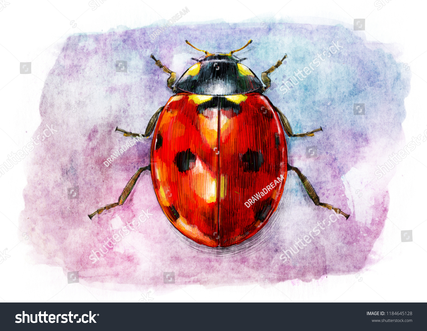 Ladybug Sketch Water Color Painting Stock Illustration