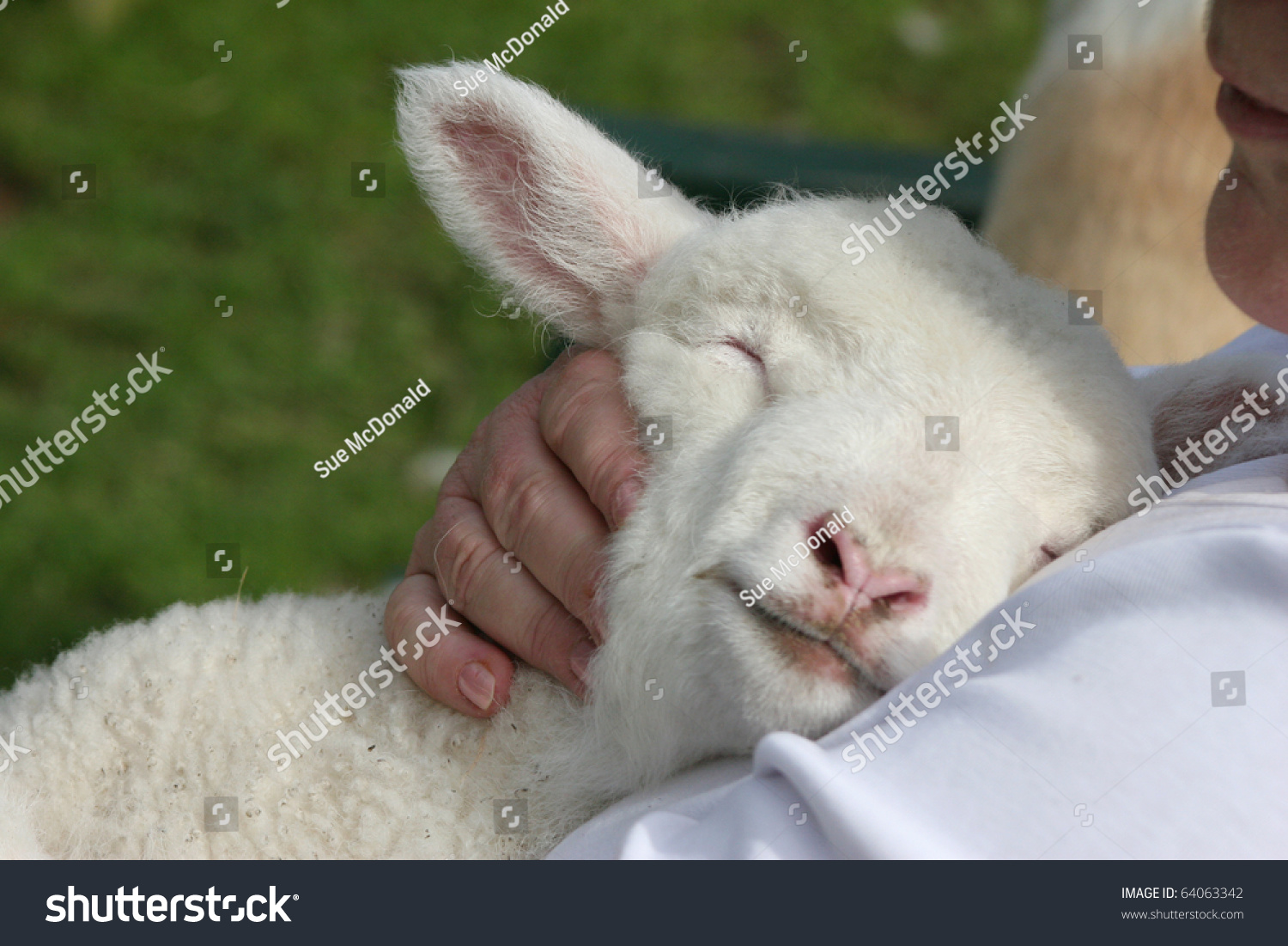 cuddle and kind lamb