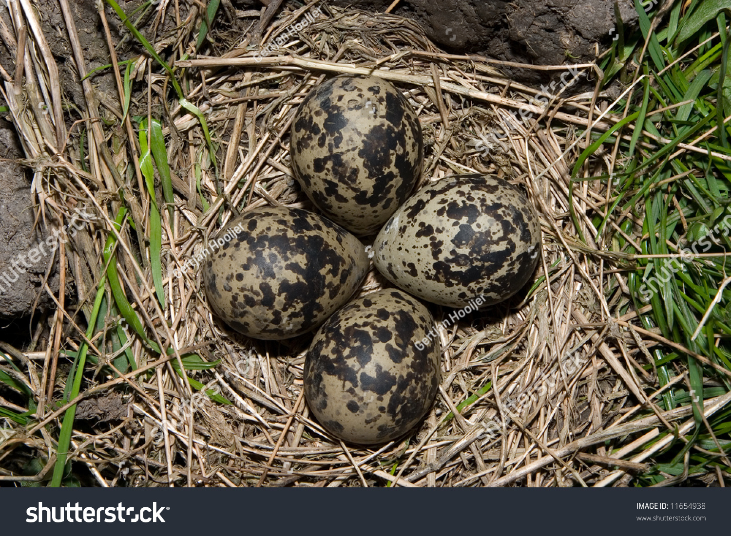 Lapwing Nest (eemdijk, The Netherlands) Stock Photo 11654938 : Shutterstock