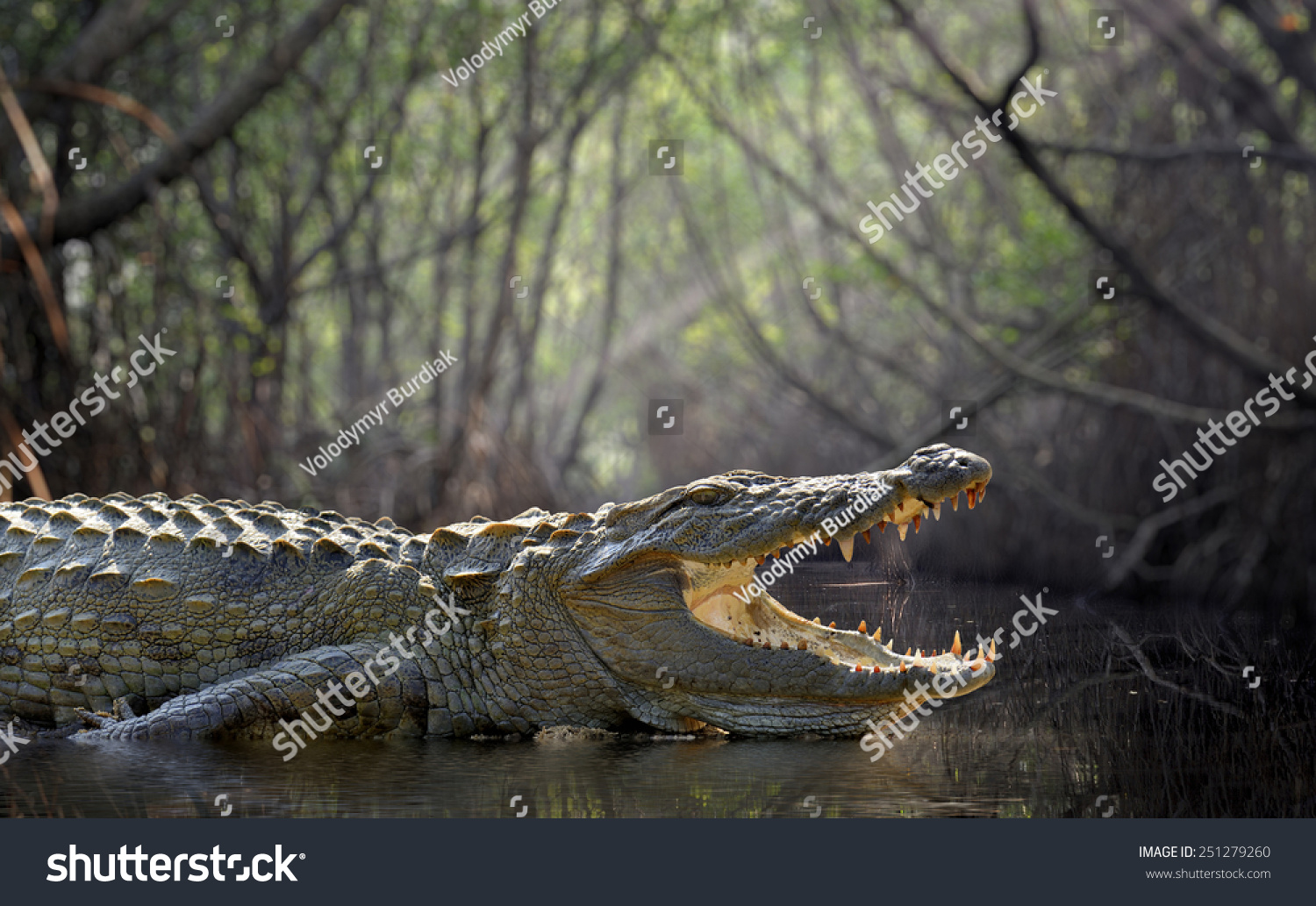 large-crocodile-national-park-sri-lanka-stock-photo-251279260