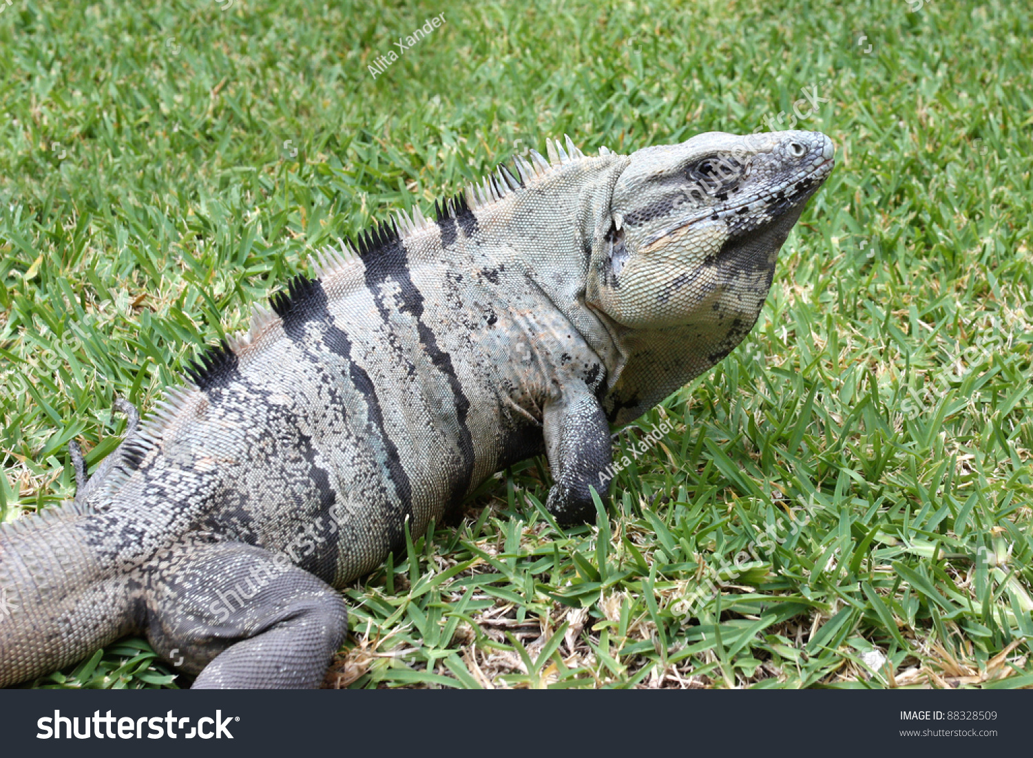 Large Grey Iguana On Green Grass Stock Photo 88328509 - Shutterstock