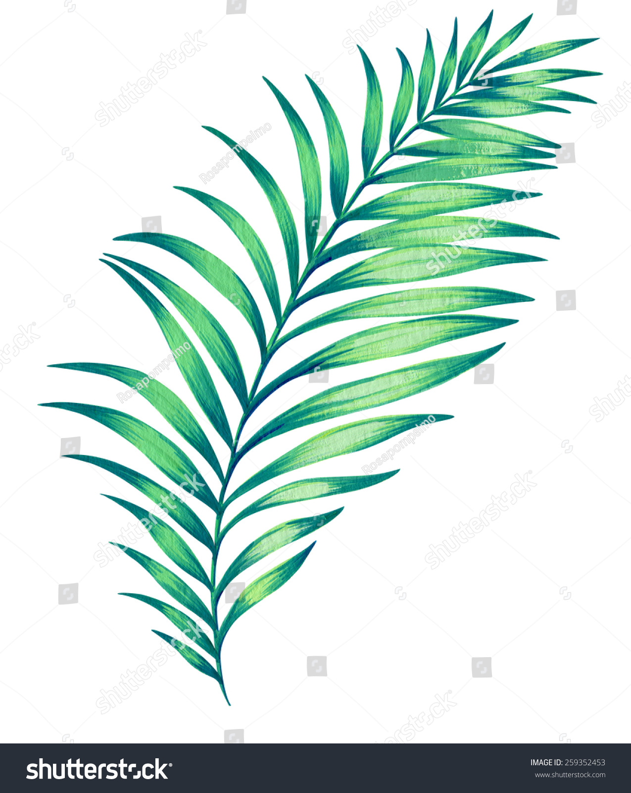 Large Illustrated Palm Leaf. Hand Drawn Illustration, Isolated On White