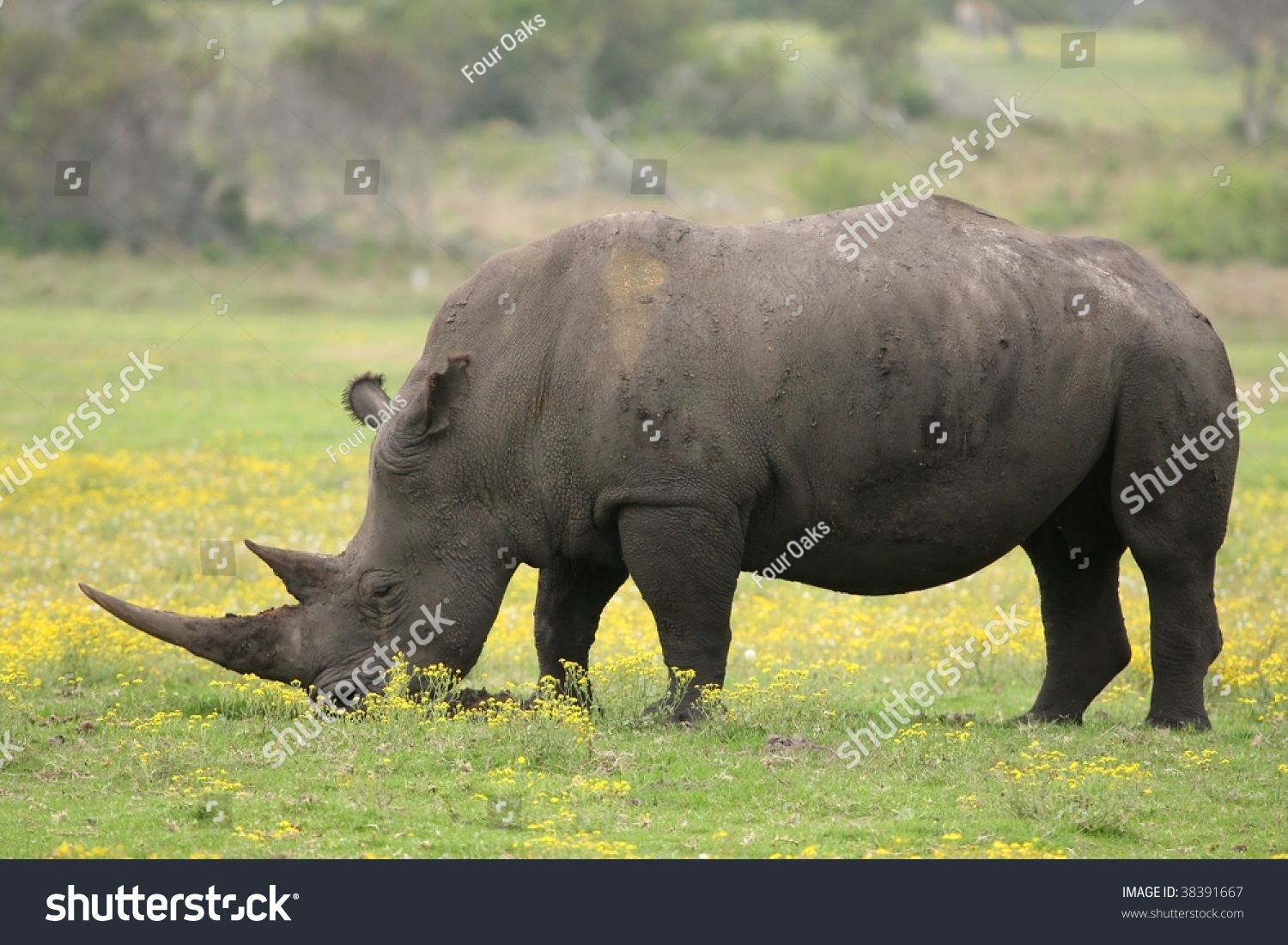 Large Male White Rhino Grazing In The Open Grassland Stock Photo