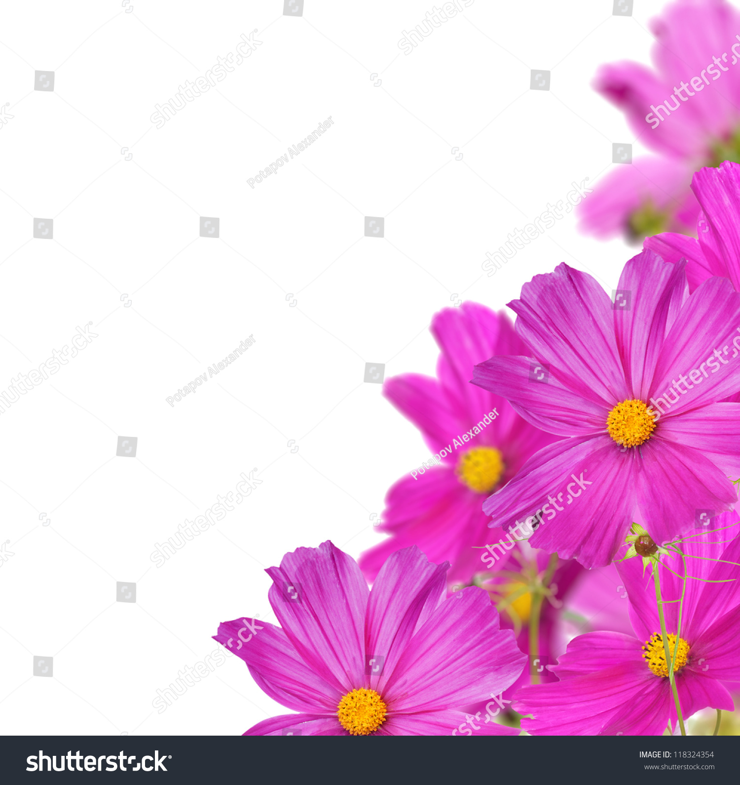 ... Isolated On White Background Stock Photo 118324354 : Shutterstock ... Isolated On White...