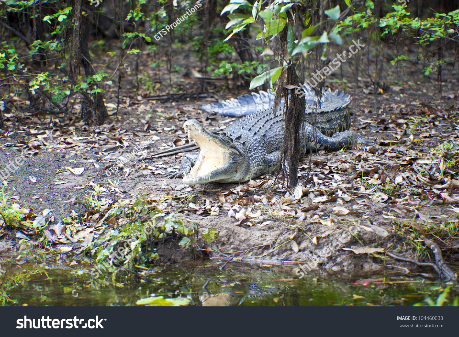 Large Saltwater Crocodile Yellow Water Billabong Kakadu National Park