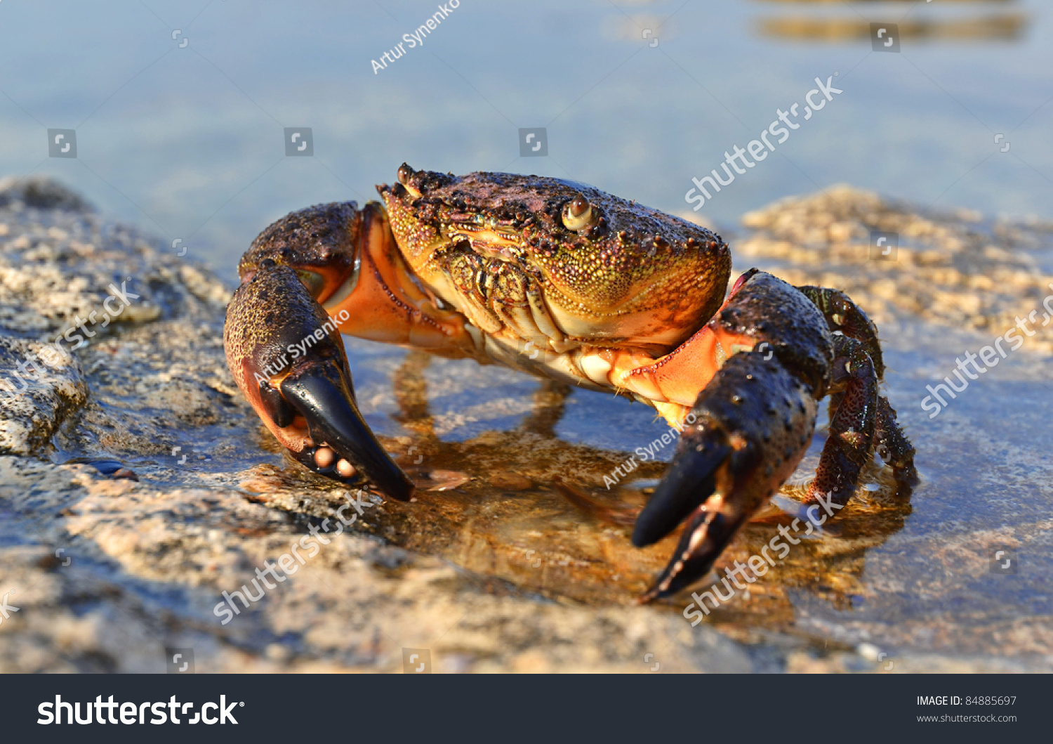 Large Stone Crab Goes To The Water On The Coastal Rocks Stock Photo