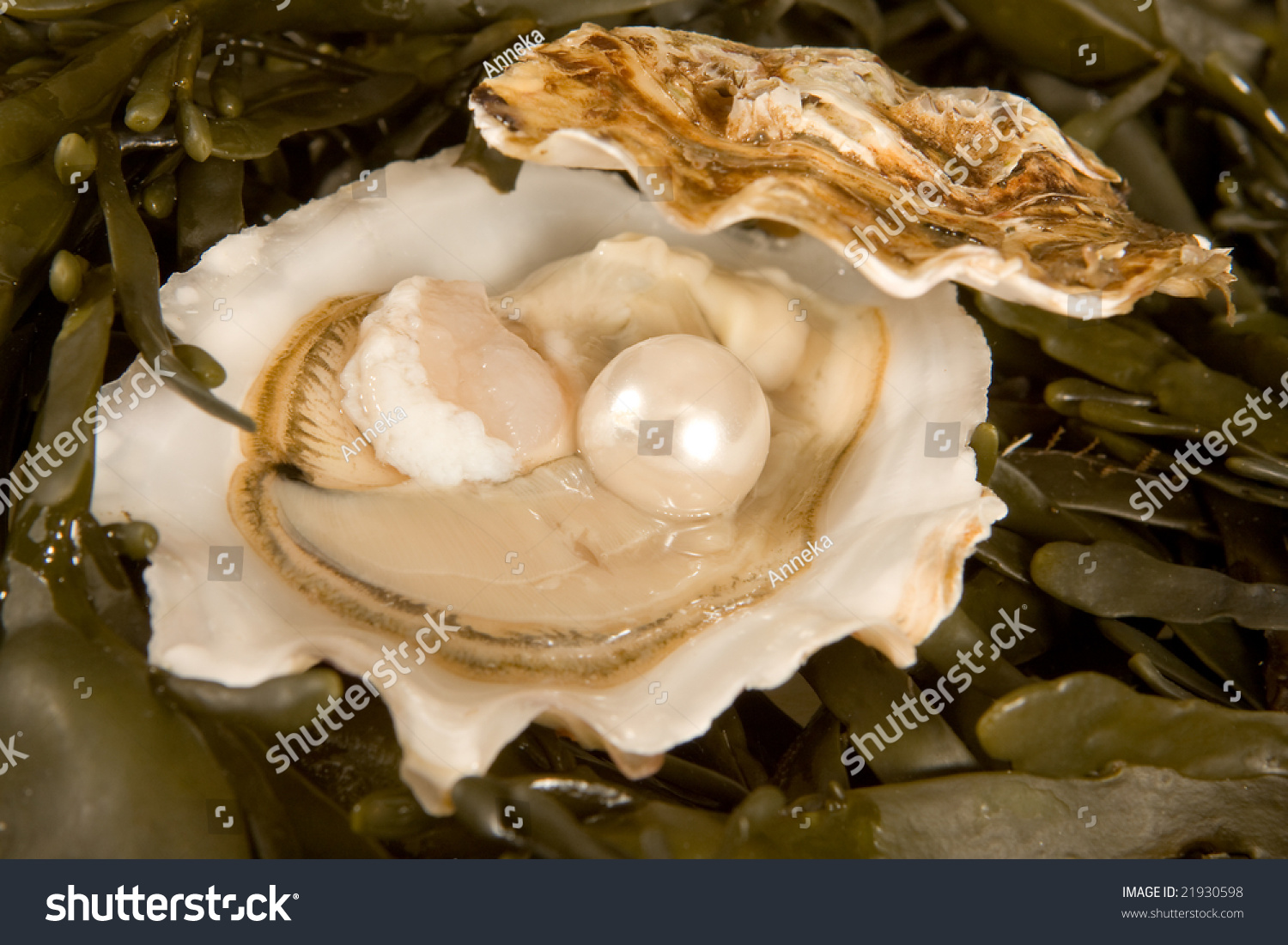 Large White Pearl Inside An Open Oyster Shell Stock Photo 21930598