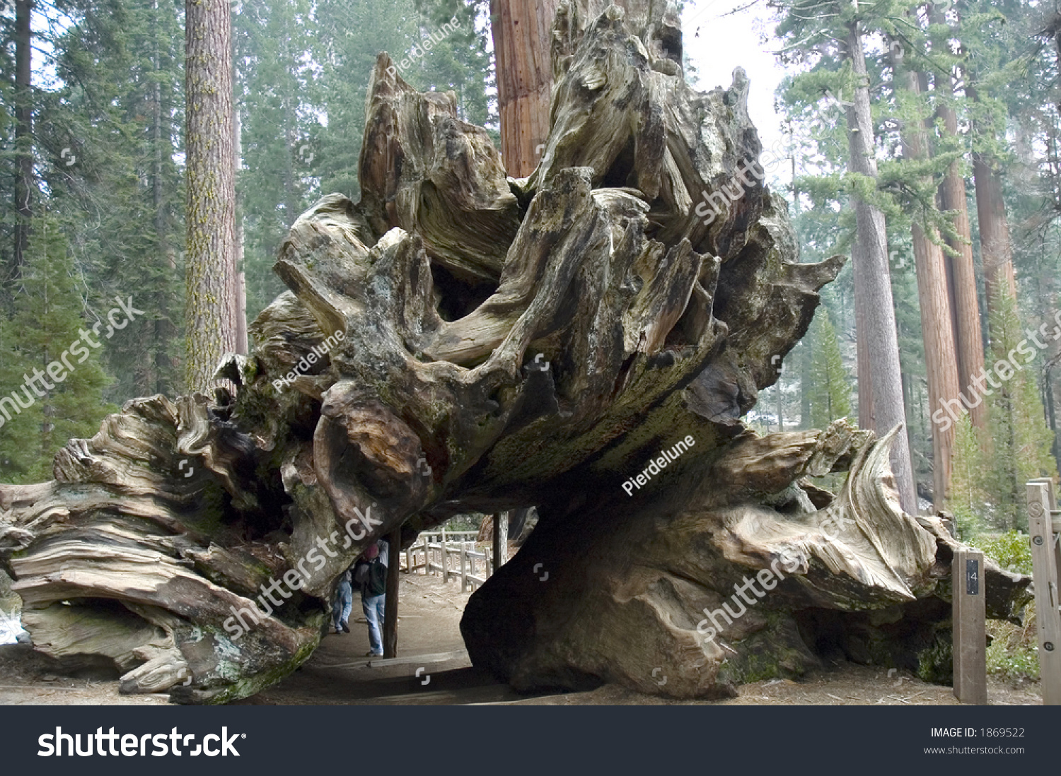 Largest Trunk In The World Where People Can Walk Through In Sequoia