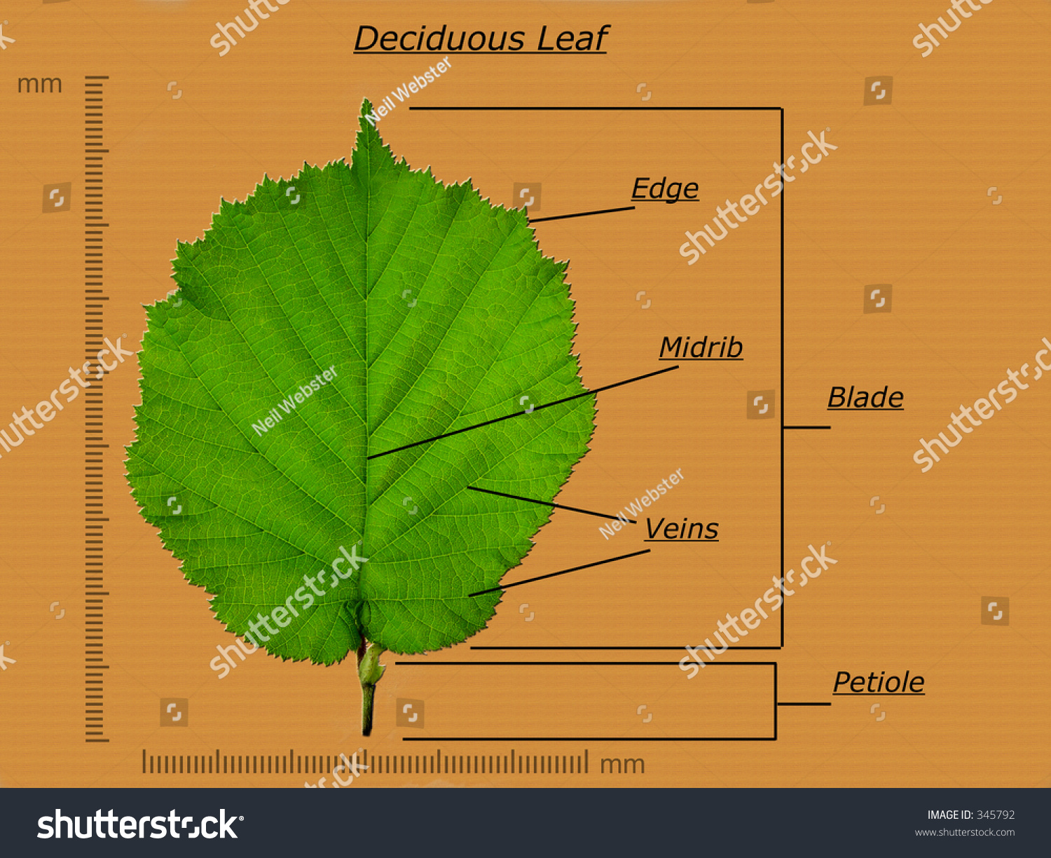 Leaf Diagram Stock Photo 345792