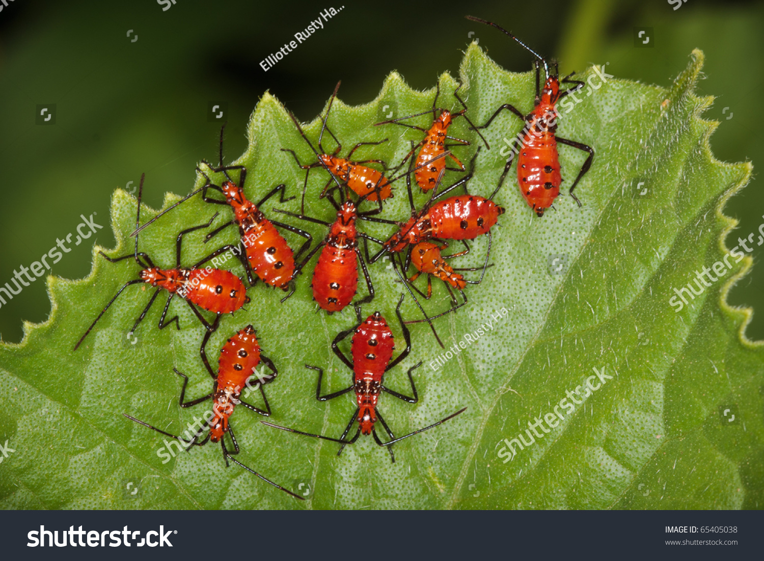 Leaf Footed Bug Nymphs Stock Photo 65405038 Shutterstock