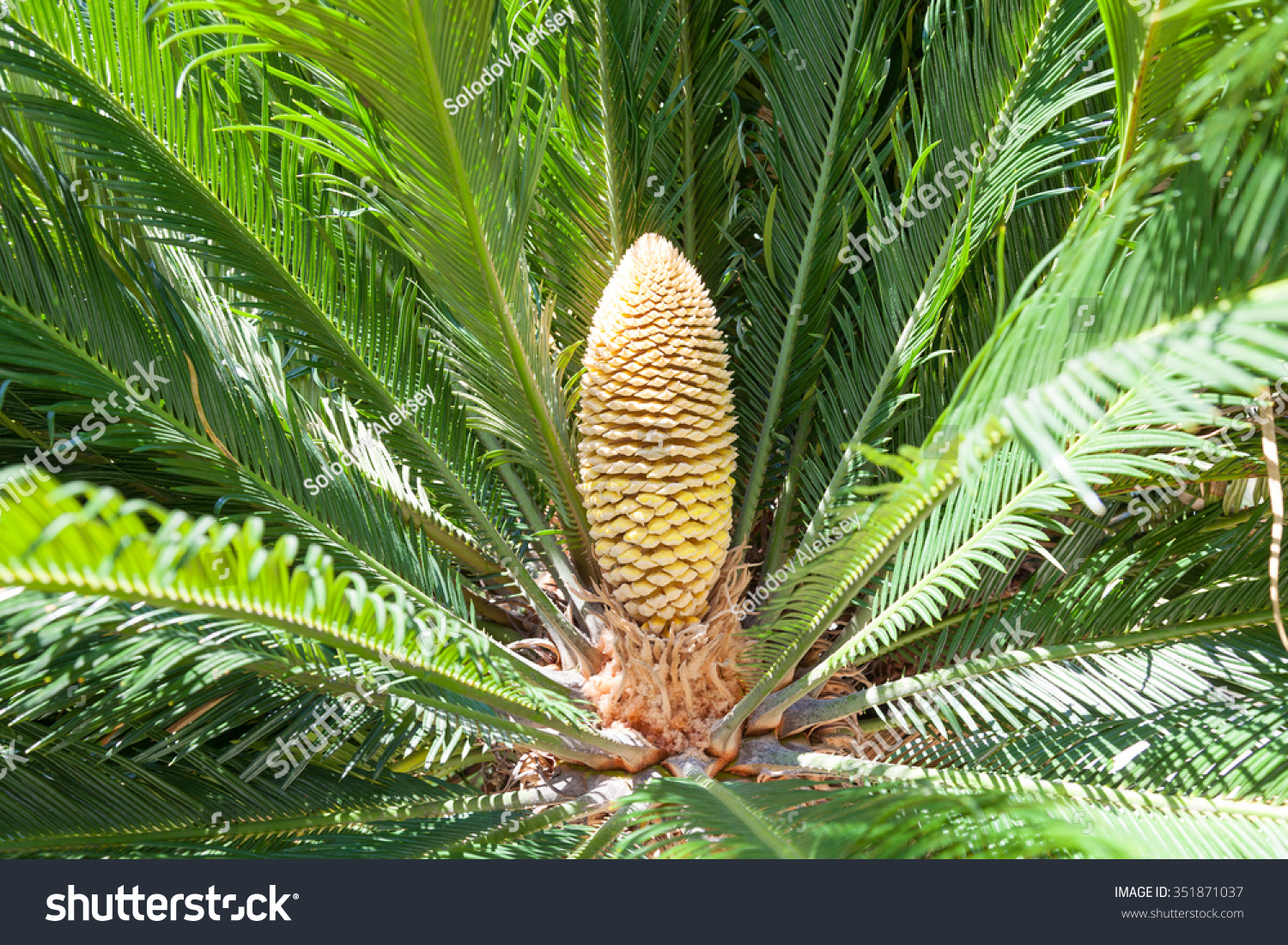 Leaves Male Cone Cycas Revoluta Thunb Stock Photo 351871037 - Shutterstock