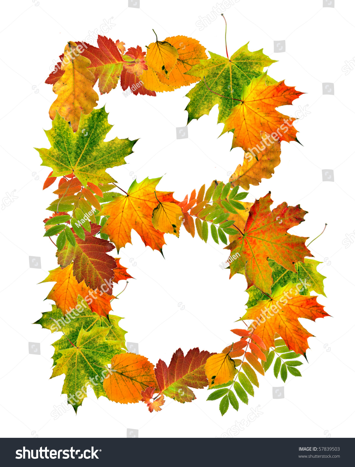 Letter B Made Of Colored Autumn Leaves Close Up Isolated On White ...