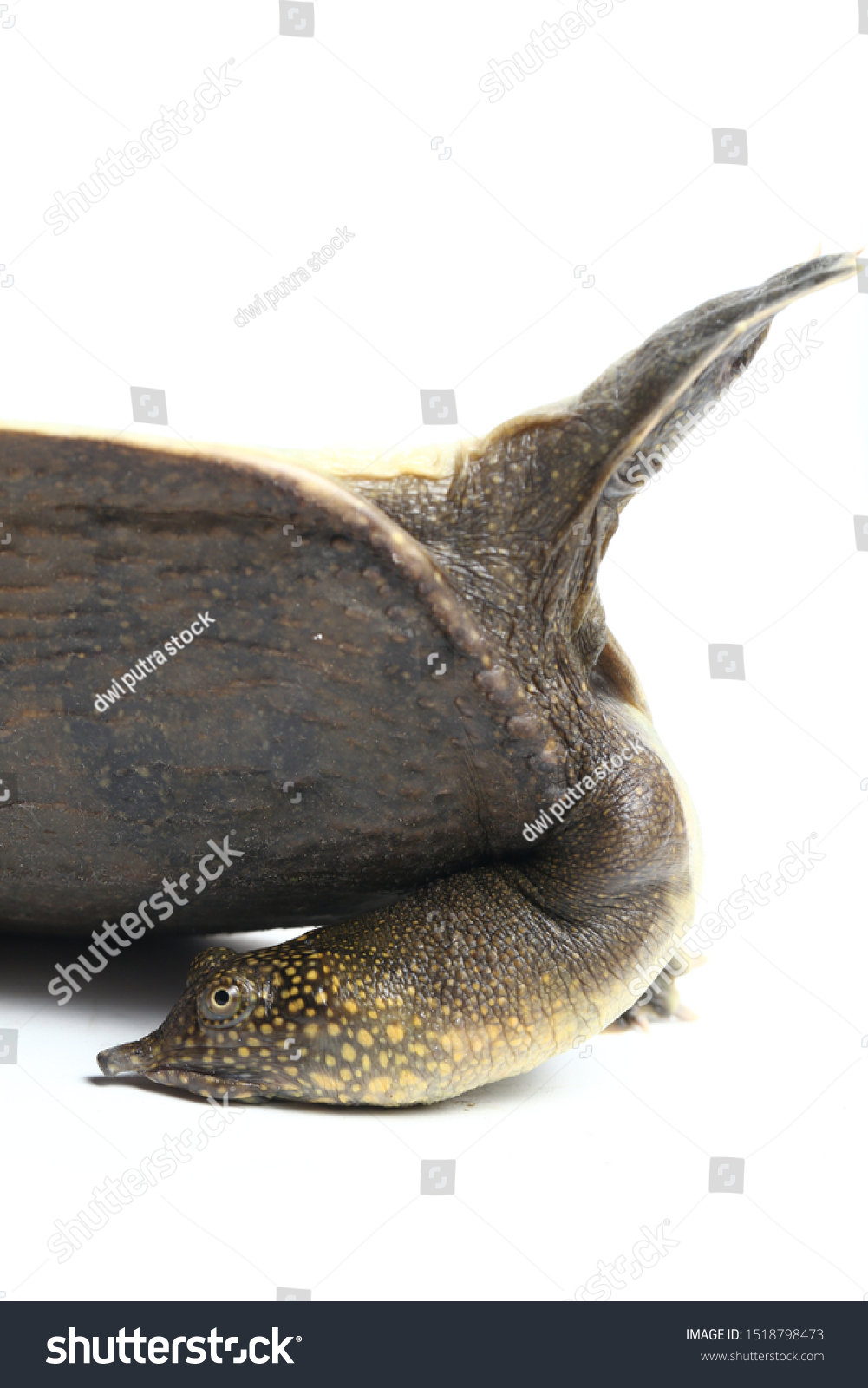 Lie Back Common Softshell Turtle Asiatic Stock Photo