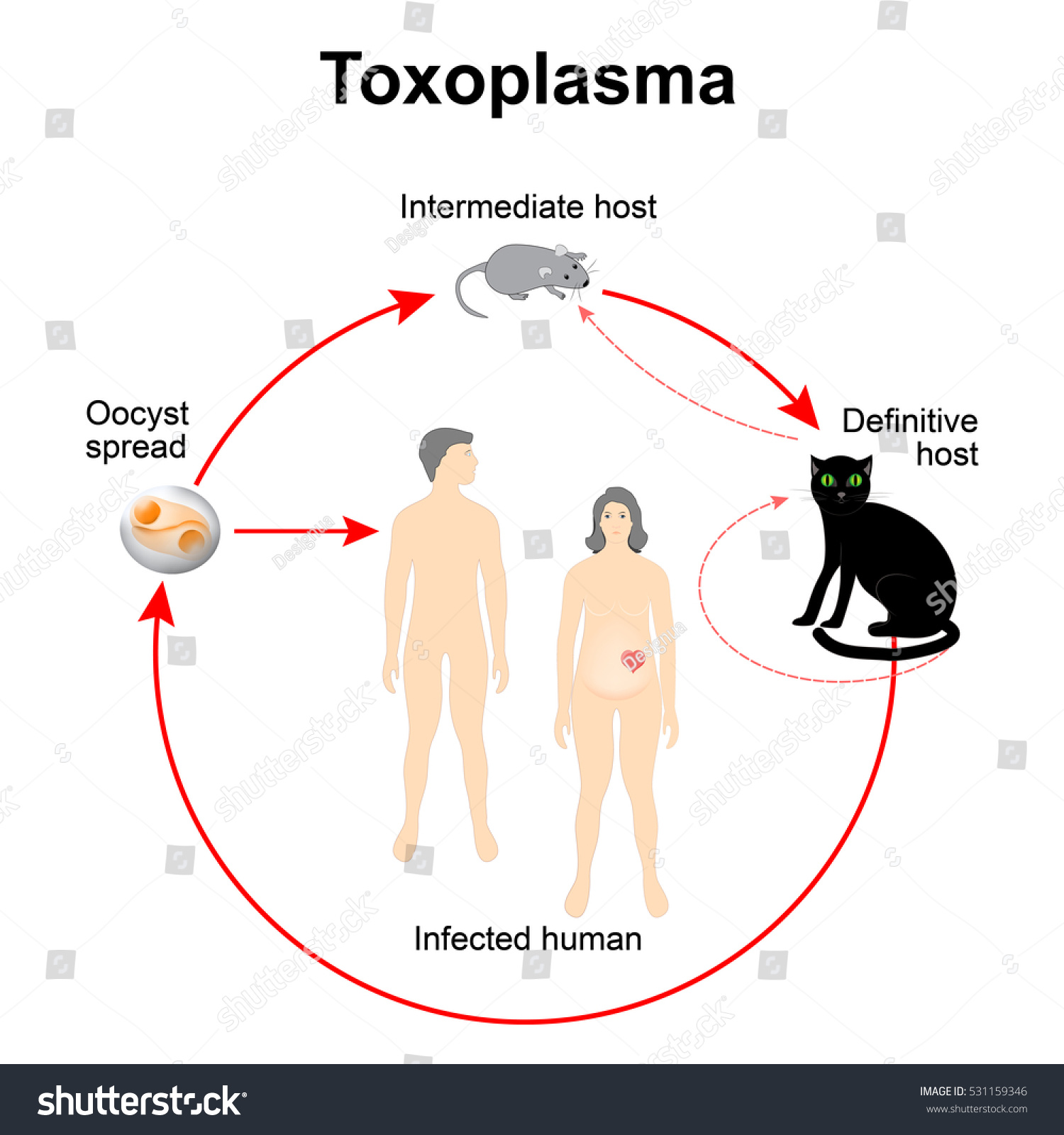 Lifecycle Toxoplasma Gondii Life Cycle This Stock Illustration