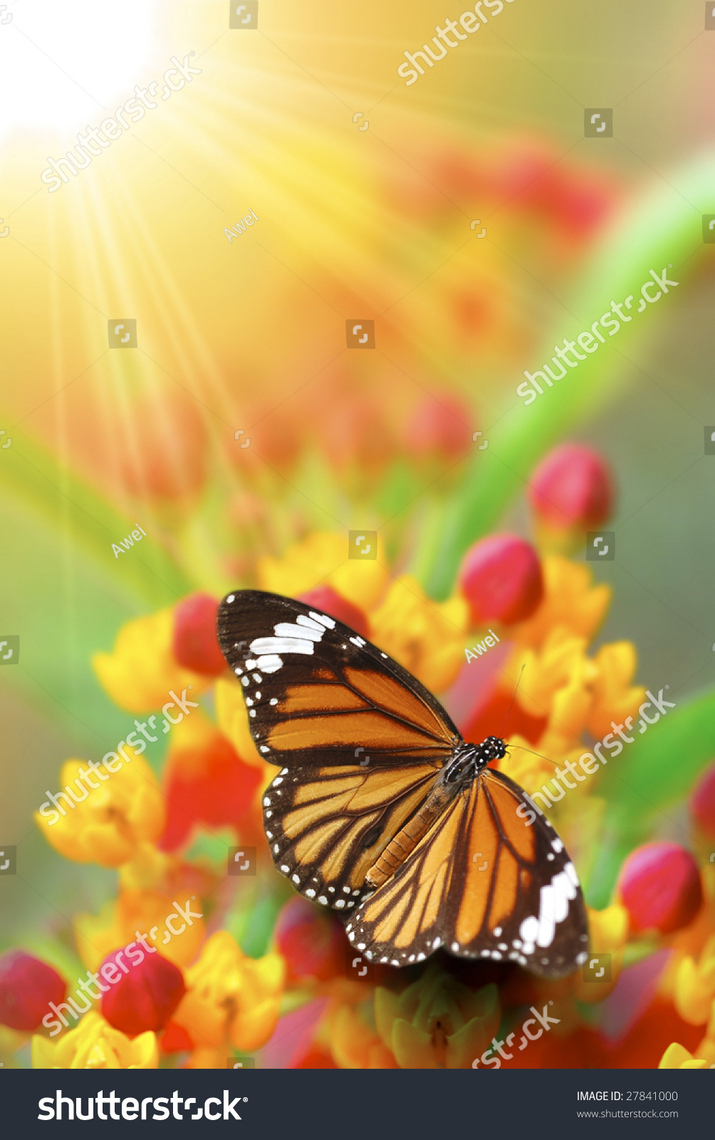 Light & Butterfly Stock Photo 27841000 : Shutterstock