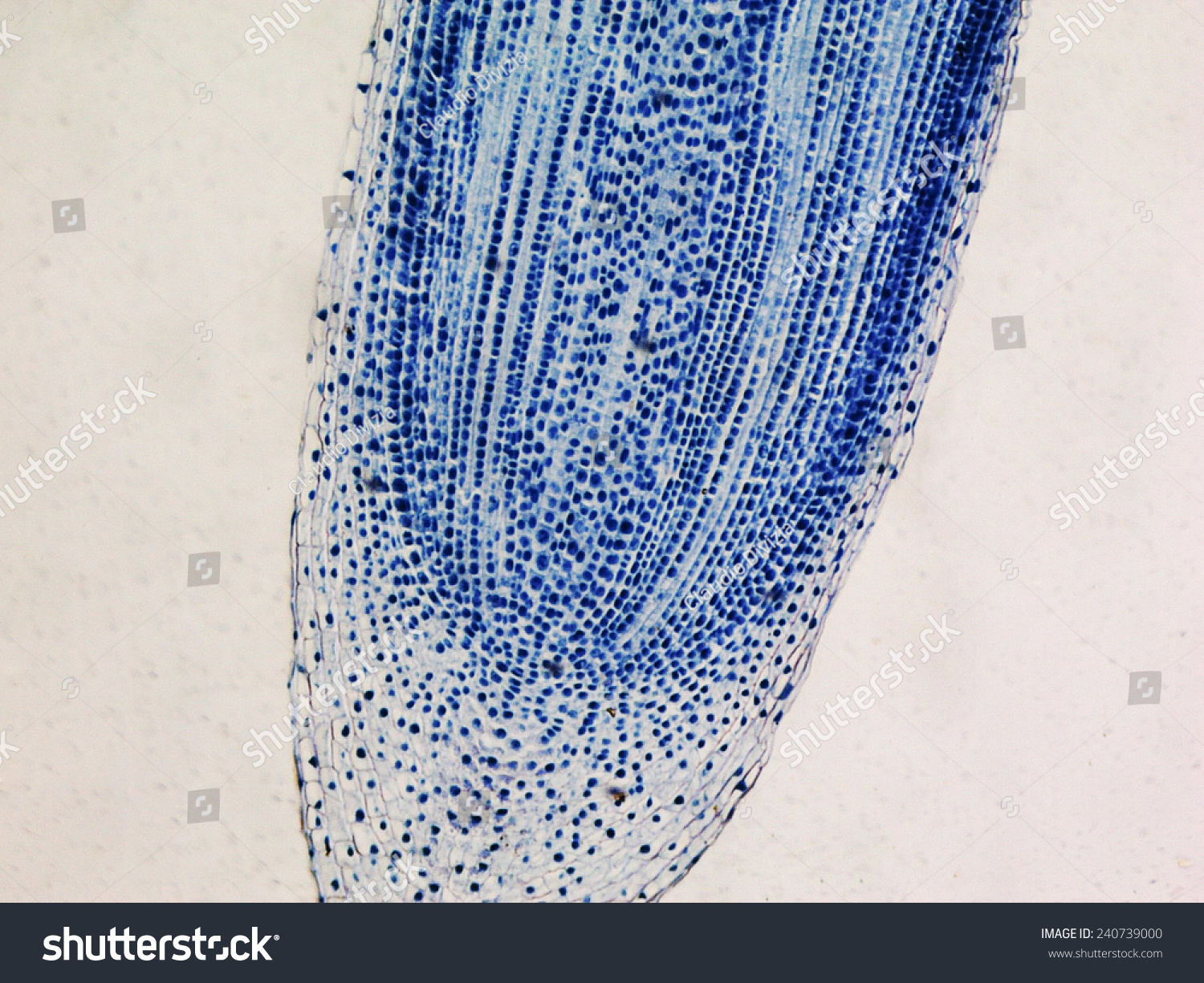 Light Photomicrograph Of Mitosis Of Onion Root Tip Cells Seen Through Microscope Stock Photo