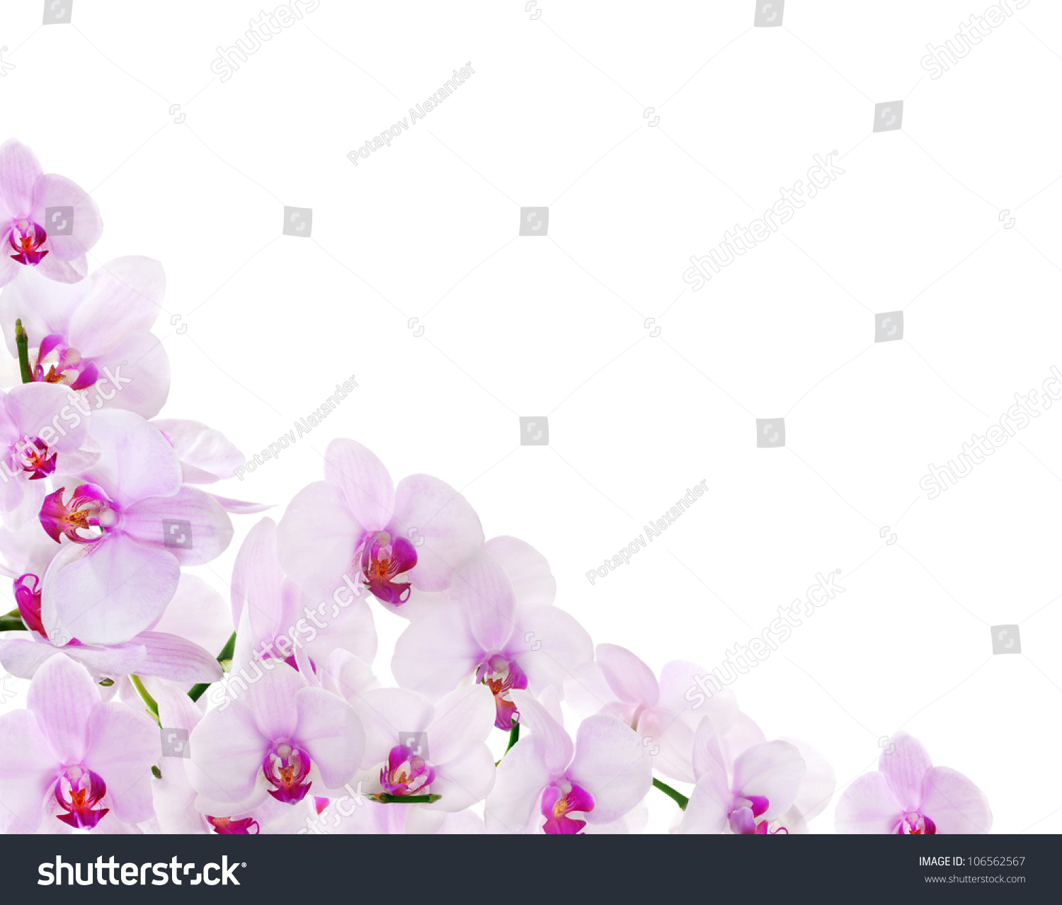 Pink Orchid Background