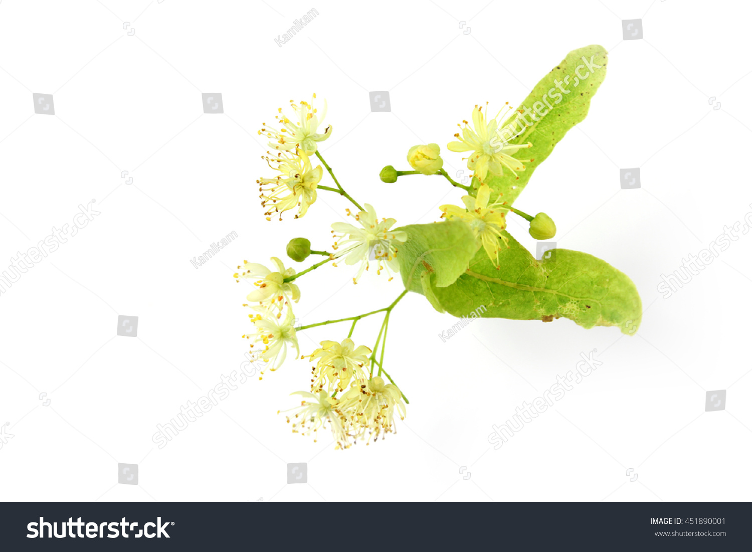 Linden bud Tilia cordata Linden bud Tilia cordata