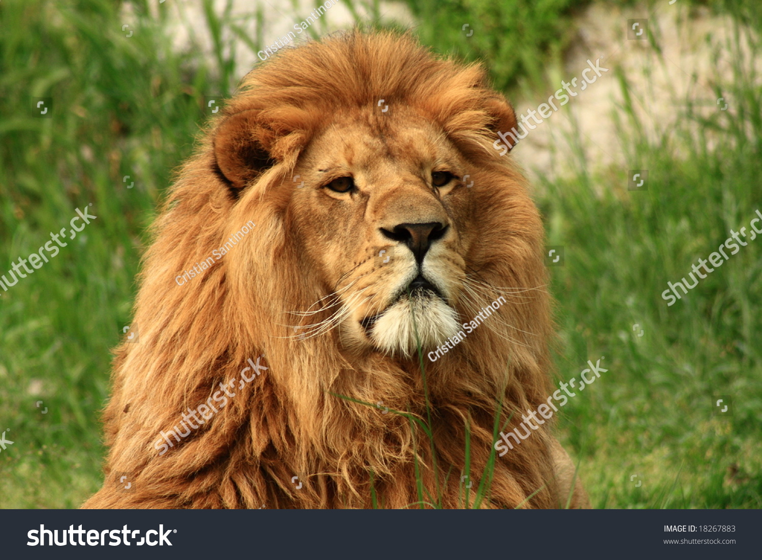 Lion Stock Photo 18267883 Shutterstock