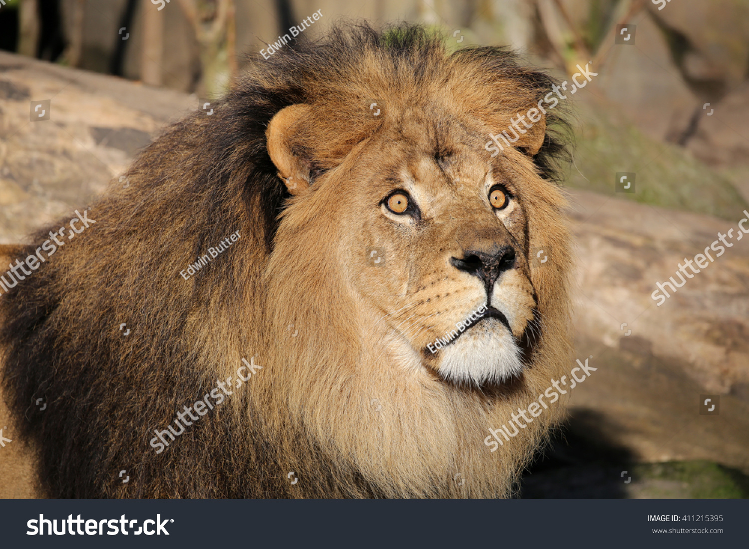 Lion Stock Photo 411215395 Shutterstock