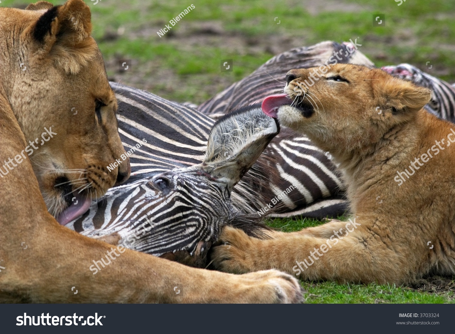 Lion Cub Eating Zebra Stock Photo 3703324 Shutterstock