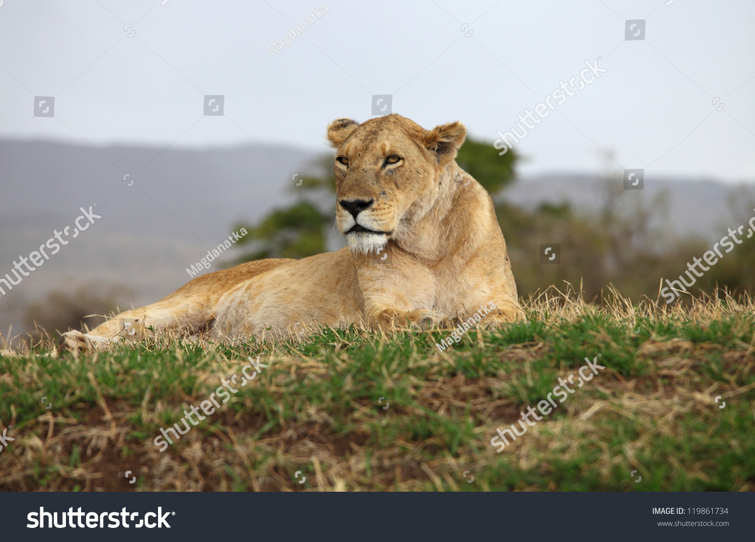 Lioness in Ngorongoro crater Tanzania Lioness in Ngorongoro crater Tanzania