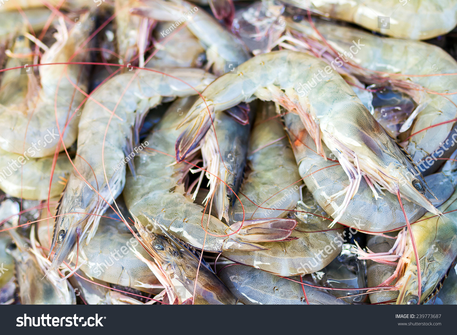 Litopenaeus Vannamei Pacific White Shrimp White Stock Photo 239773687 