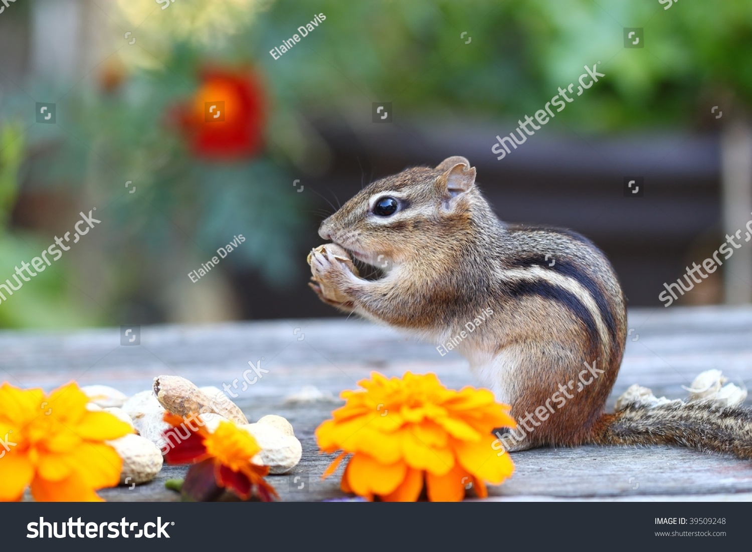 Little Chipmunk Eating His Nuts On A Outside Table With Flowers Stock ...