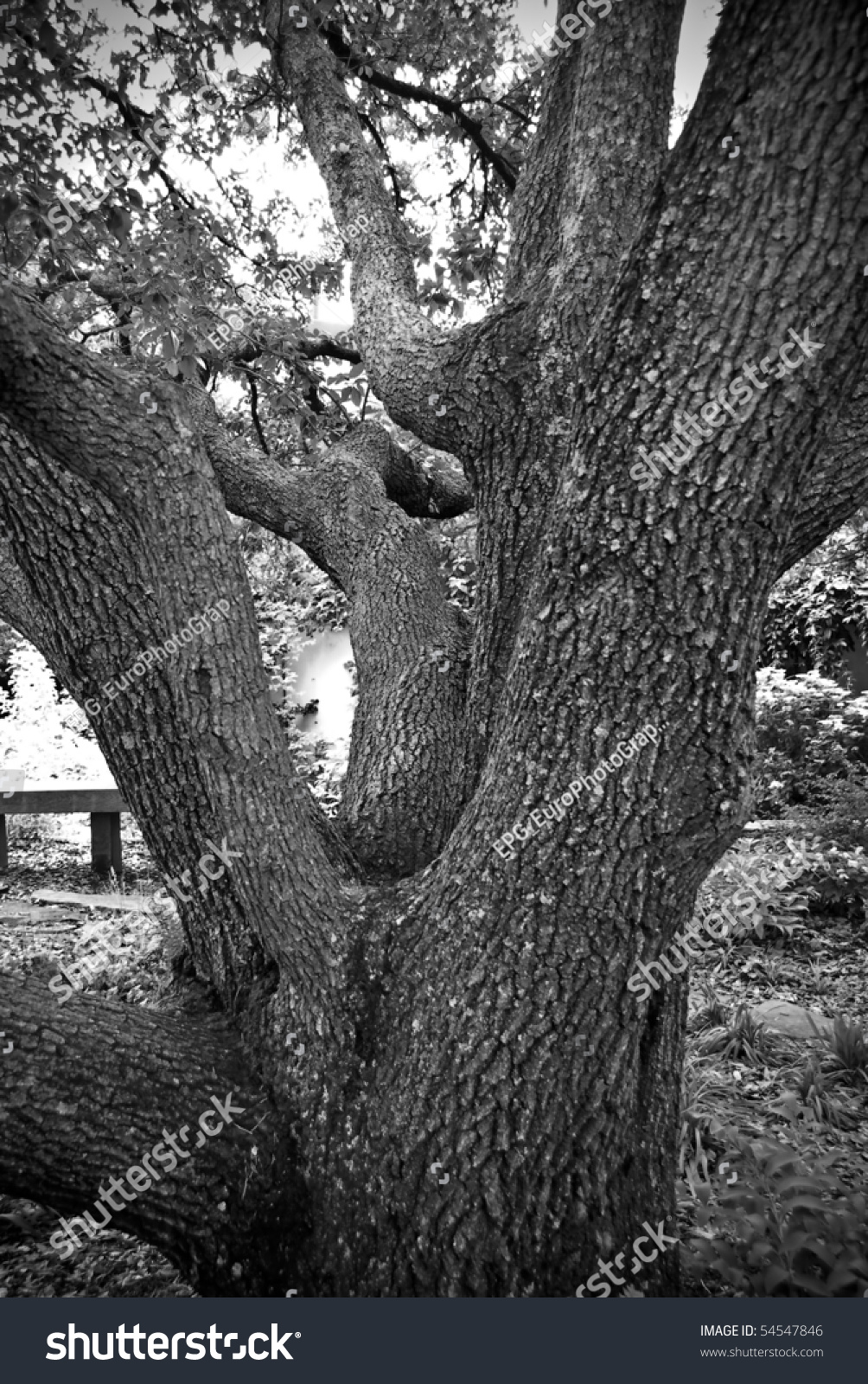 Live Oak Tree In Black & White Stock Photo 54547846 : Shutterstock