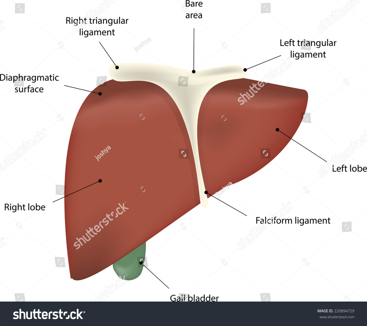 Liver Anatomy Labeled Diagram Stock Photo 220894729
