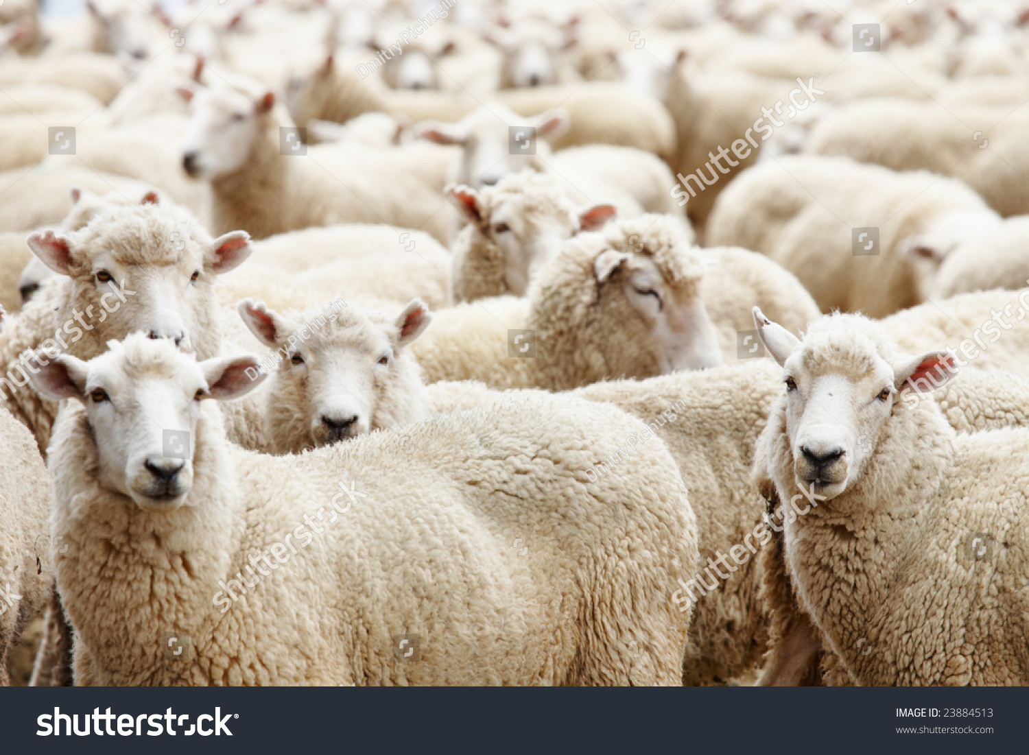 Livestock Farm Herd Of Sheep Stock Photo 23884513 Shutterstock