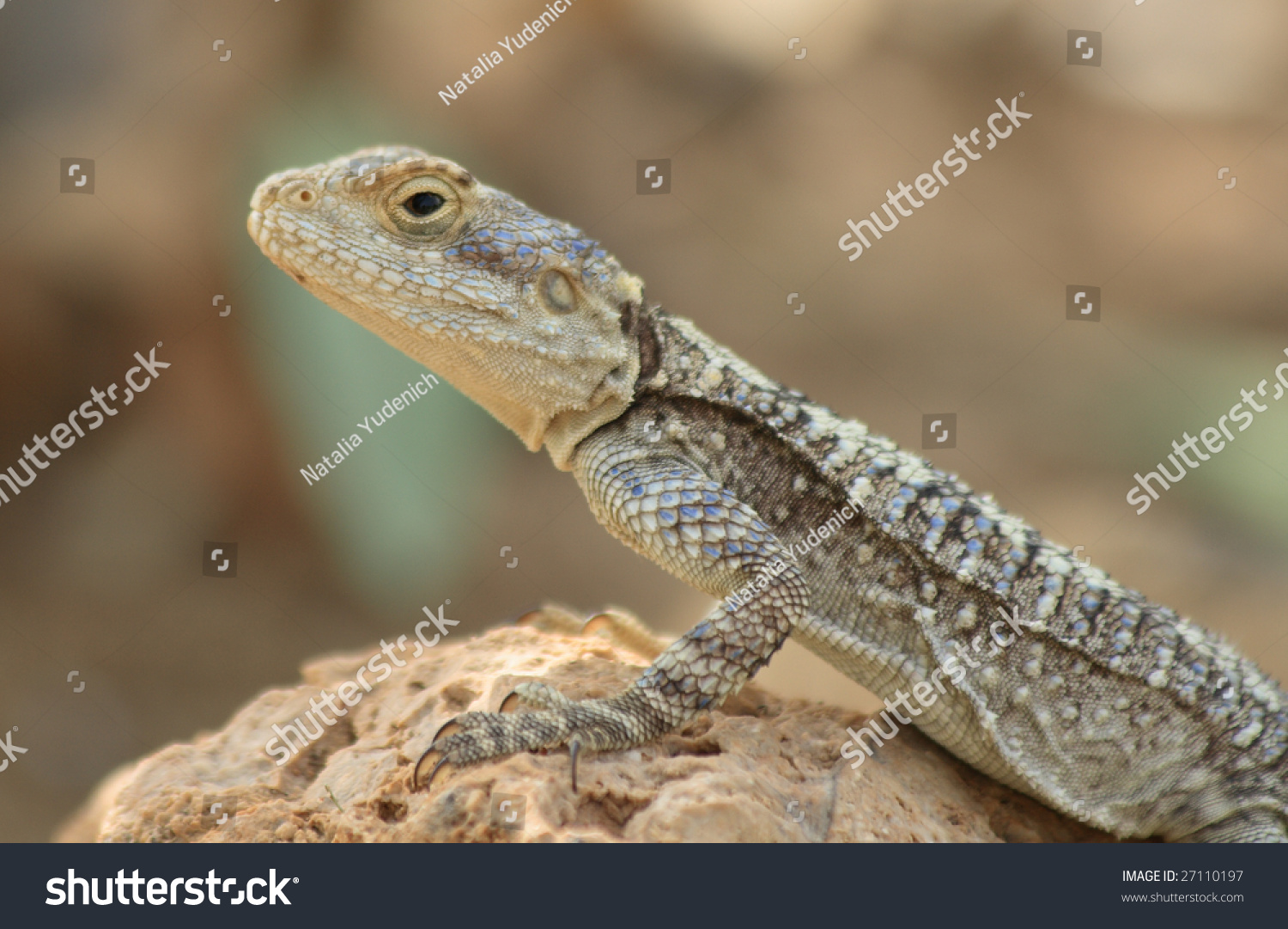 Lizard-Lacertilia, Suborder Squad Squamata, Class Of Reptilia Stock