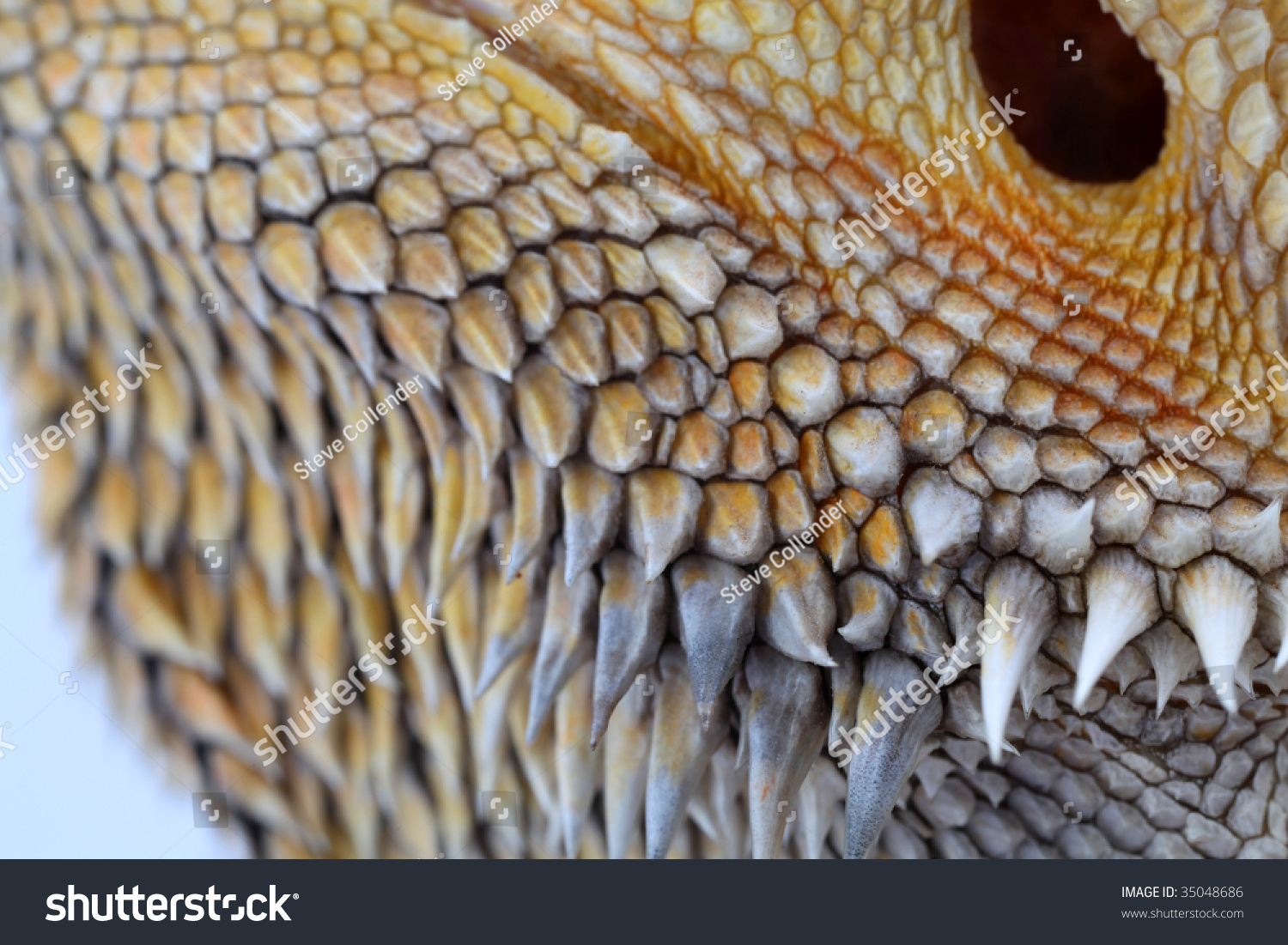 Lizard Scales Stock Photo 35048686 : Shutterstock