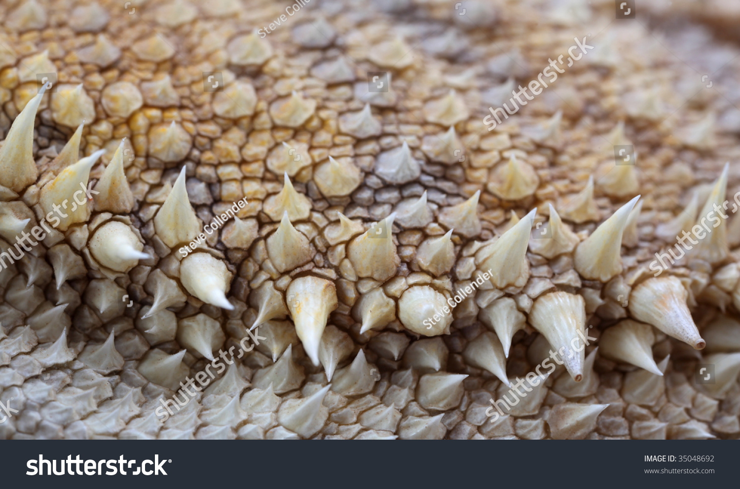 Lizard Scales Stock Photo 35048692 : Shutterstock