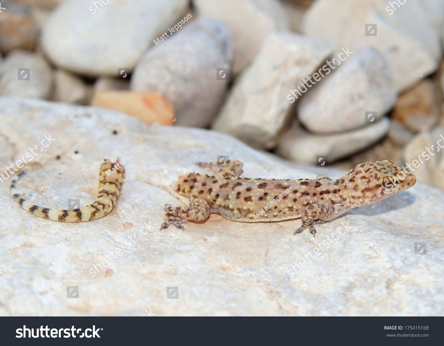 Lizard Tail Loss Broken Tail Regeneration Stock Photo 175415168