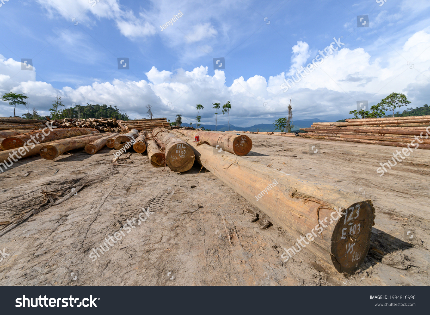 Log Trunks Pile Logging Timber Forest Stock Photo Shutterstock