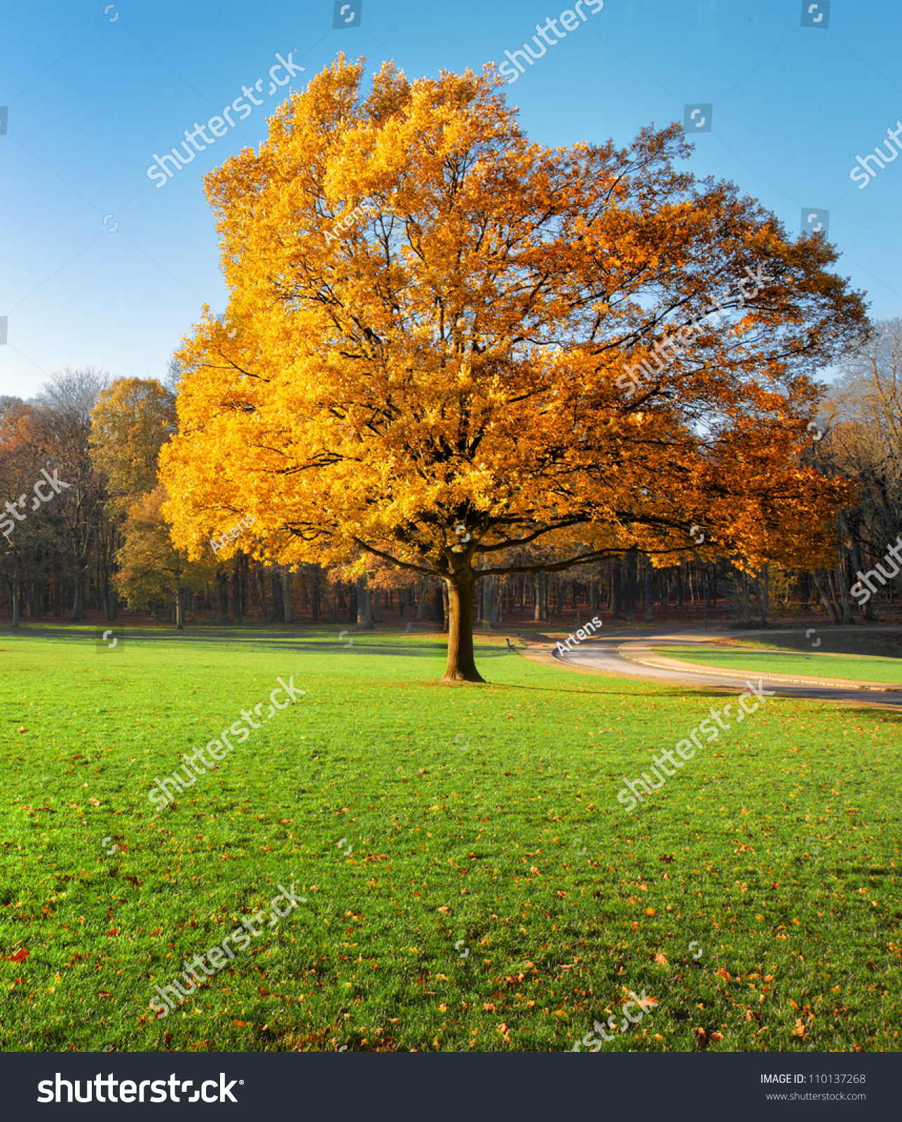 Lonely Beautiful Autumn Tree Autumn Landscape Stock Photo 110137268