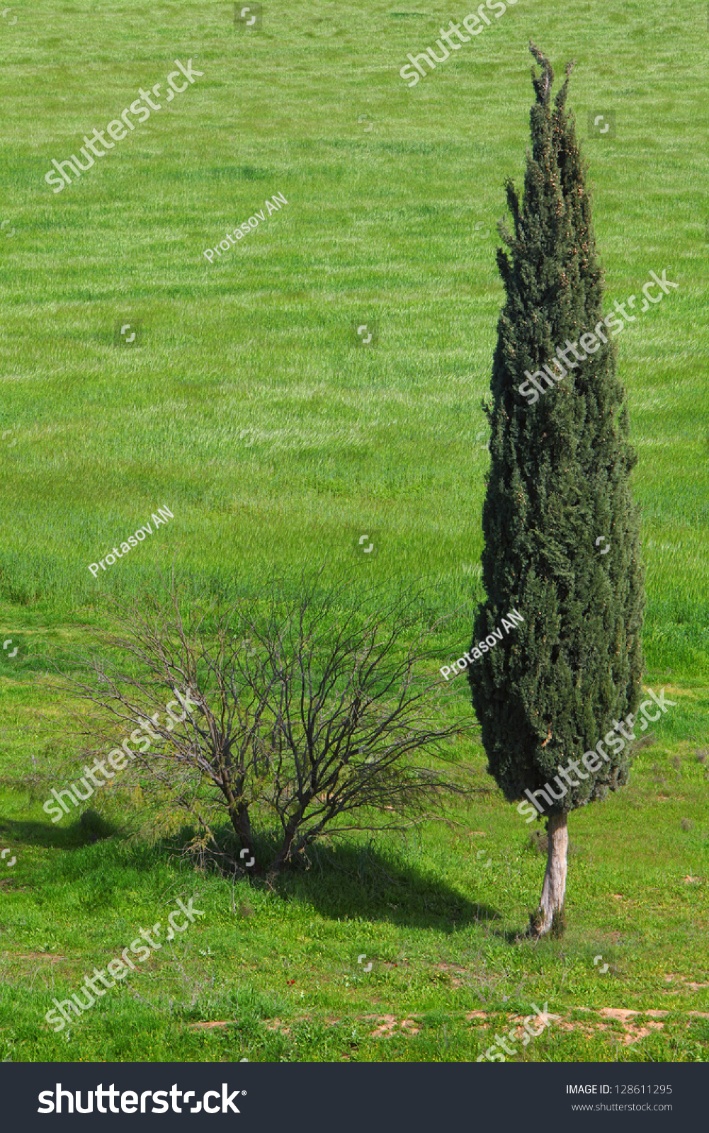 Lonely Evergreen Cypress And Naked Bush In Green Field 
