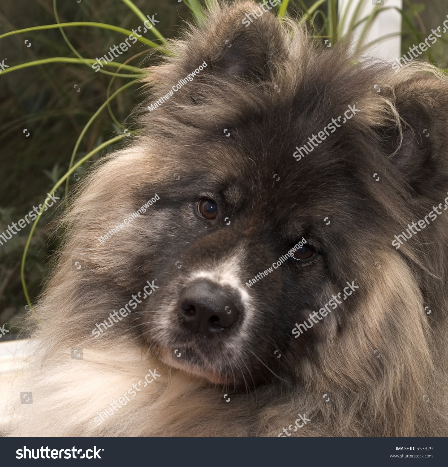 Long Haired Japanese Akita Pedigree Dog Stock Photo 553329 - Shutterstock