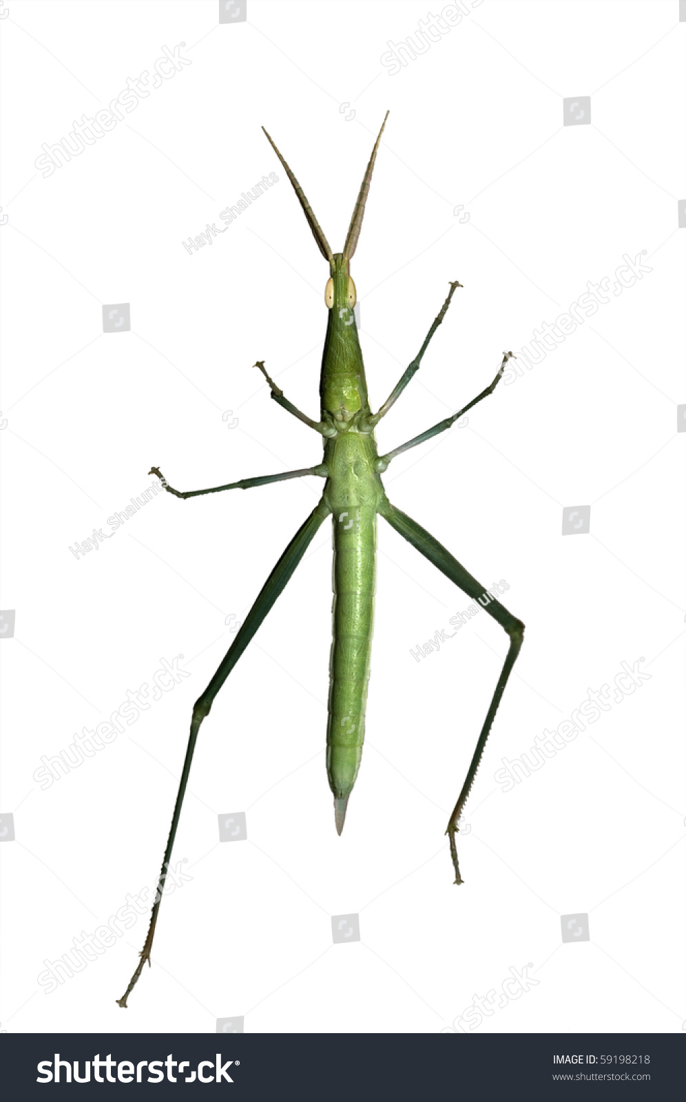 Longheaded Grasshopper Acrida Bicolor Isolated On Stock Photo 59198218 