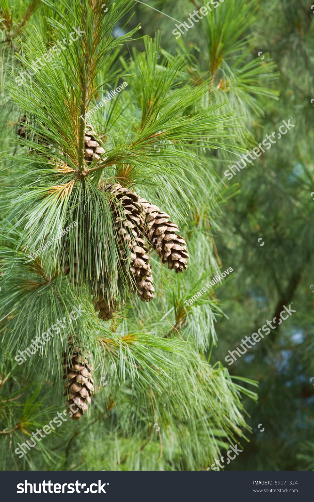 Long Needles And Cones Of Pinus Wallichiana Pine Tree Stock Photo