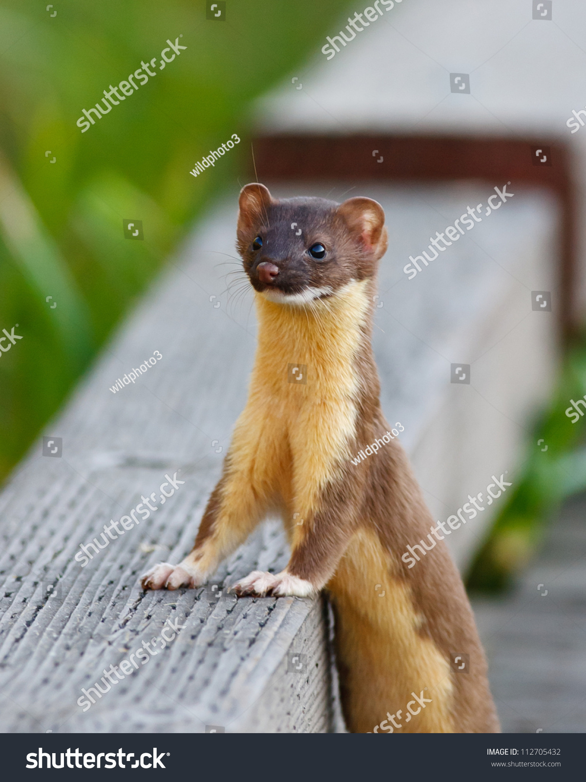 Long Tailed Weasel Posing For A Photo While Resting By A Wooden Beam