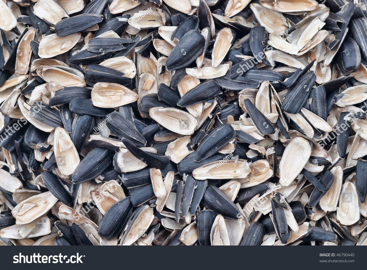 lots of empty sunflower seed shells with selective focus lots of empty sunflower seed shells with selective focus