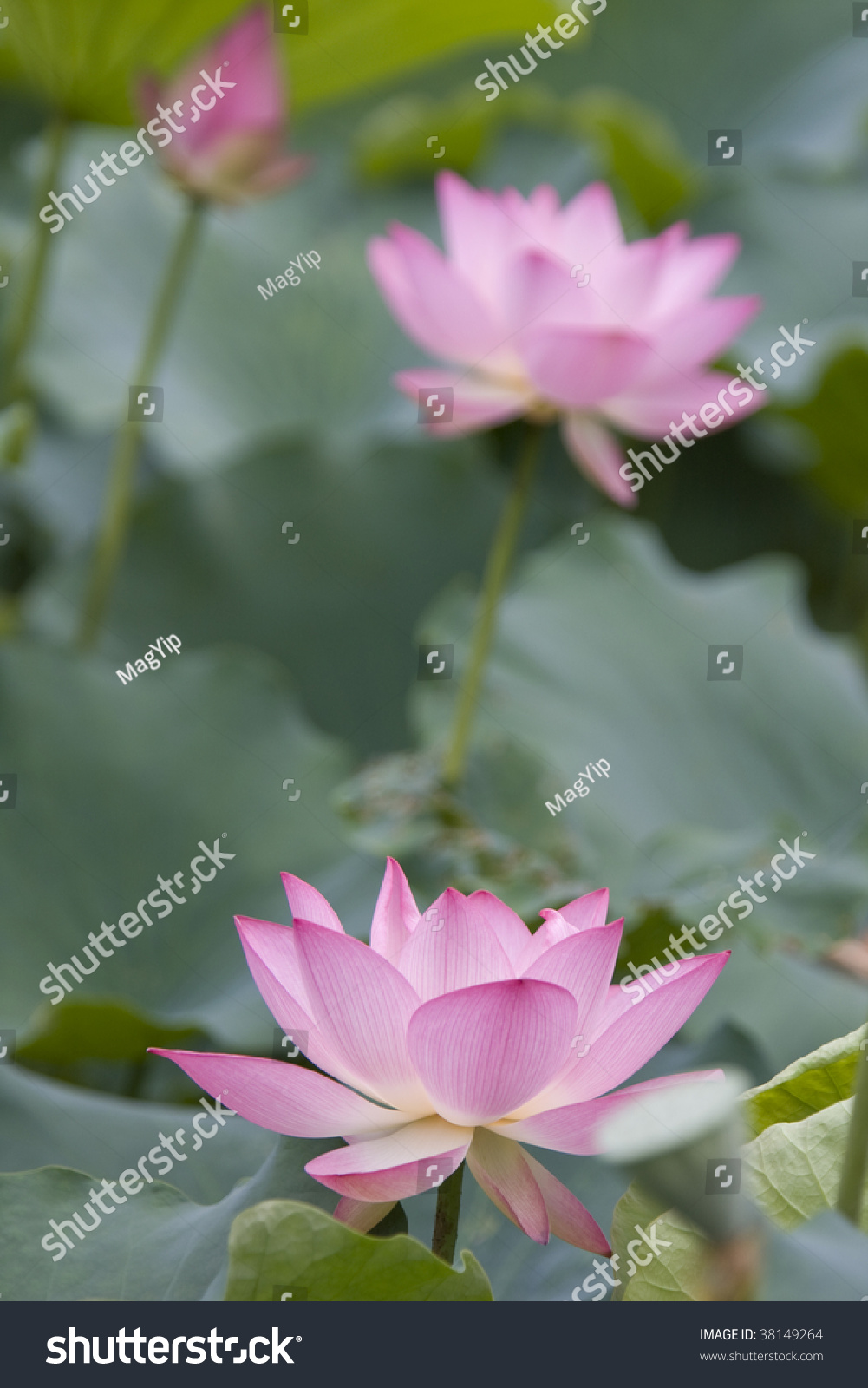Lotus forex hong kong