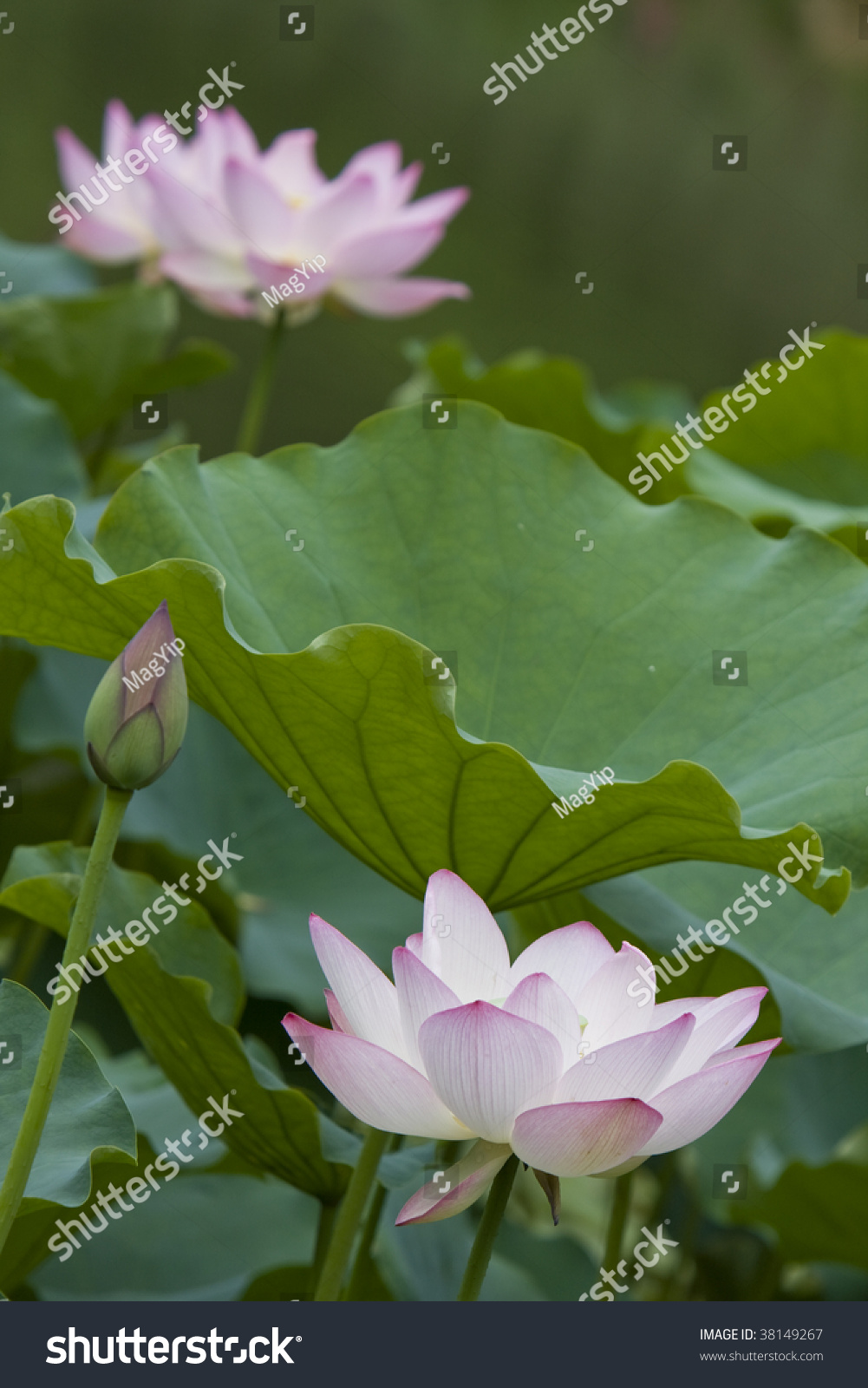 Lotus forex hong kong