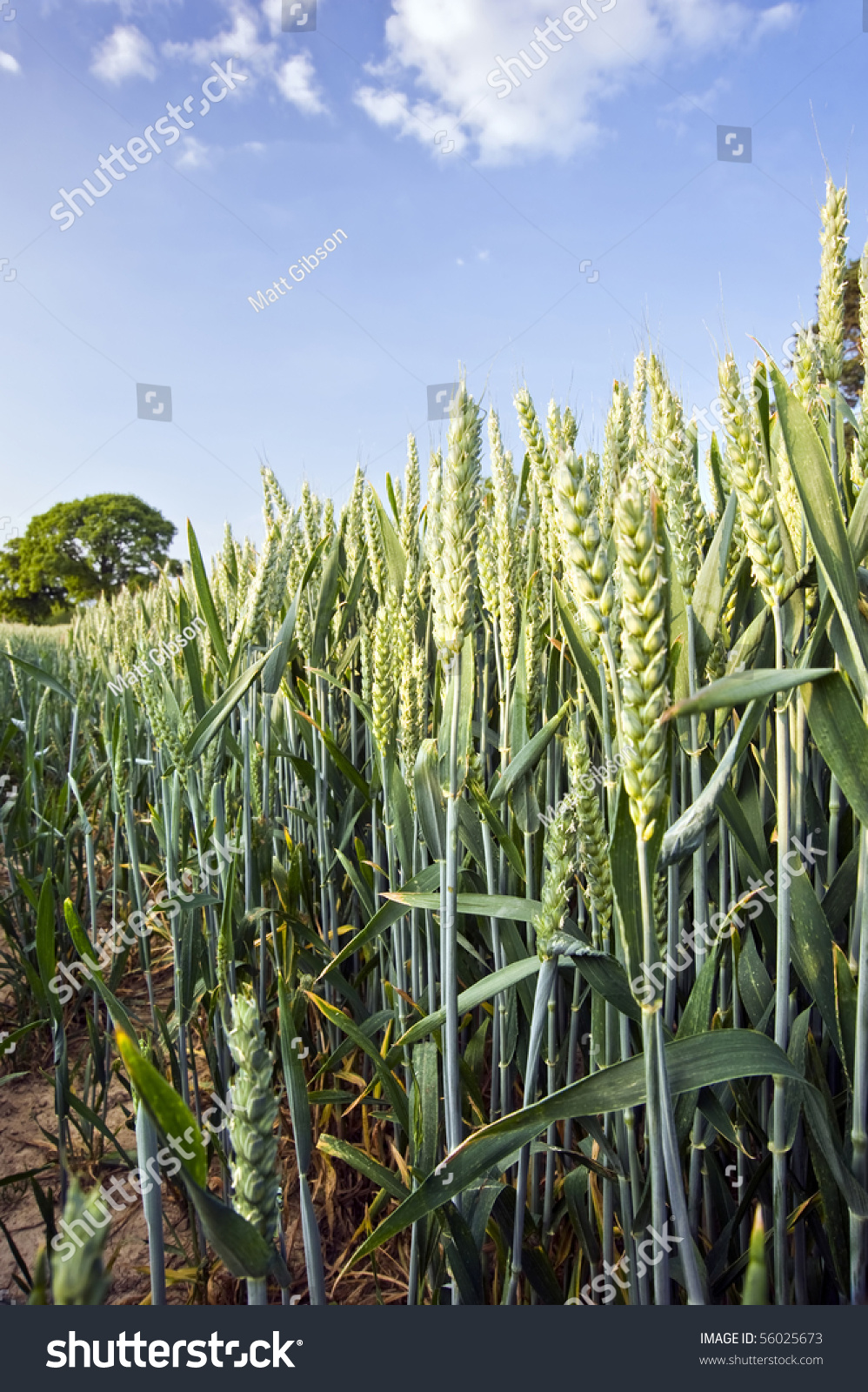 Low View At Ground Level Through Cornfield Low View At Ground Level Through Cornfield Stock Photo