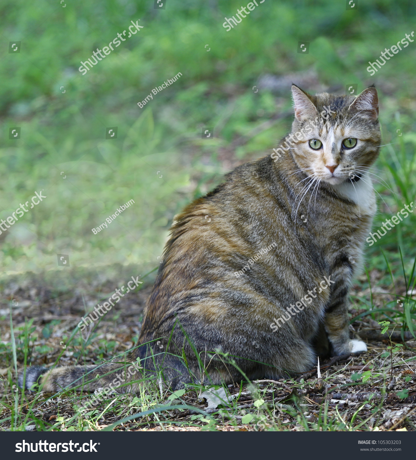 Lucky Tri Colored Tabby Cat Outside Stock Photo 105303203   Shutterstock