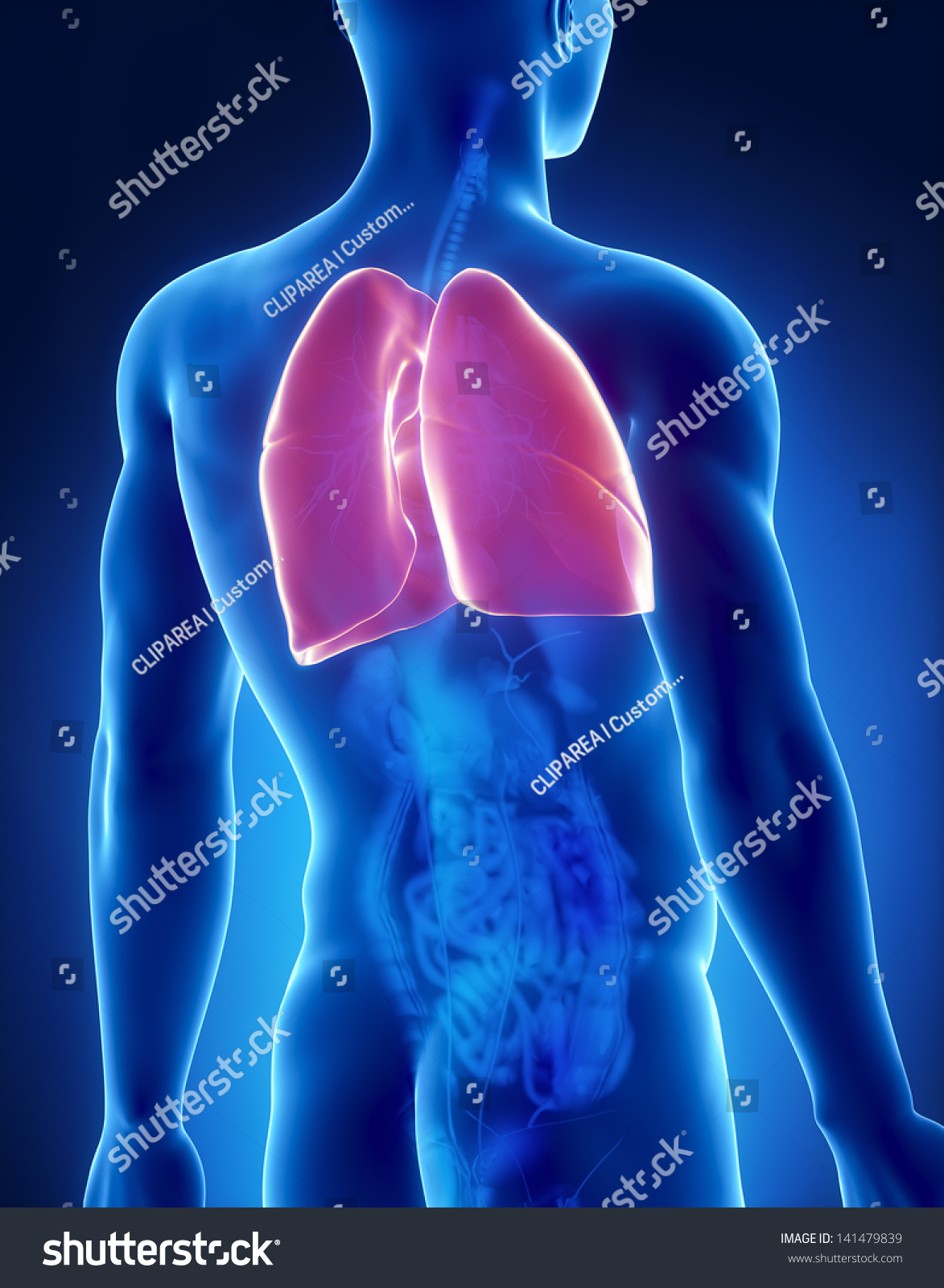 Lungs Male Anatomy Posterior Xray View Stock Illustration 141479839