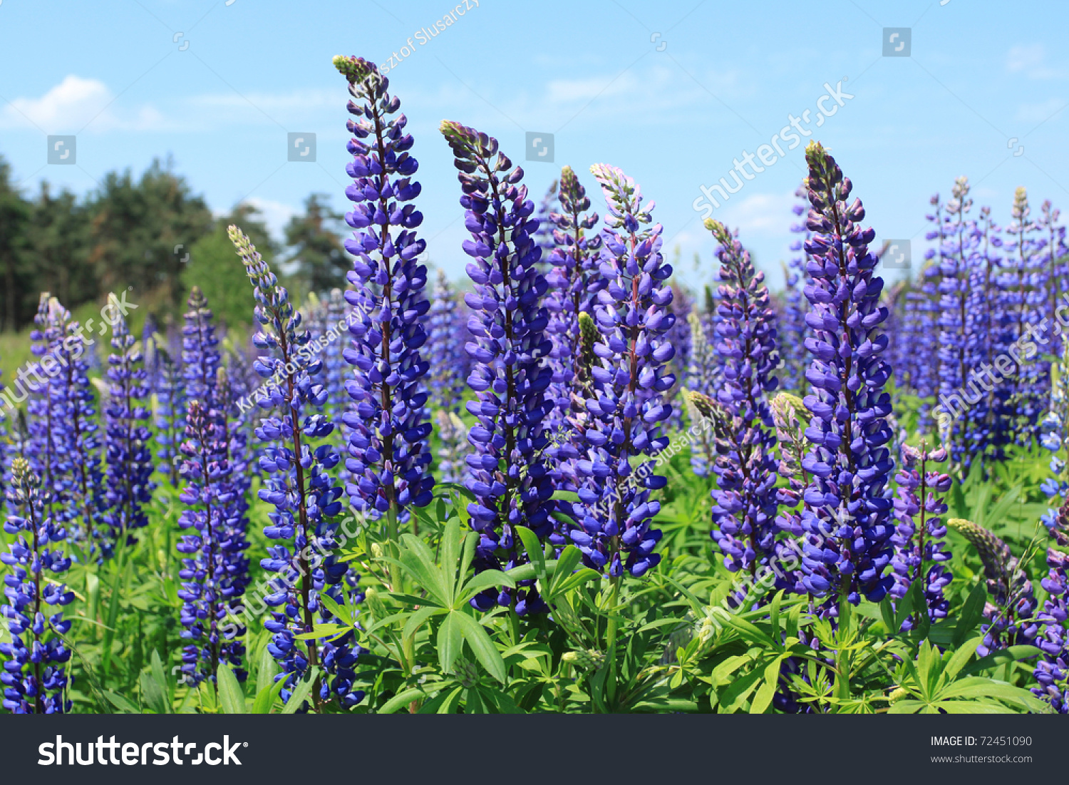 Lupin Flowers Genus Lupinus Poland Flora Stock Photo 72451090