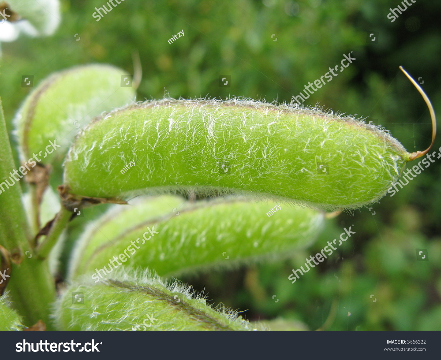 Lupin Seed Pod Stock Photo Shutterstock